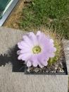 Acanthocalycium spiniflorum